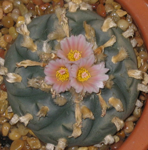 Lophophora Williamsii