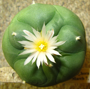 Lophophora%20Diffusa%201a.JPG