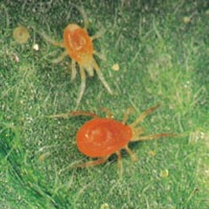 Red_Spider_Mite.jpg