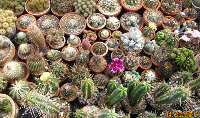 Cacti