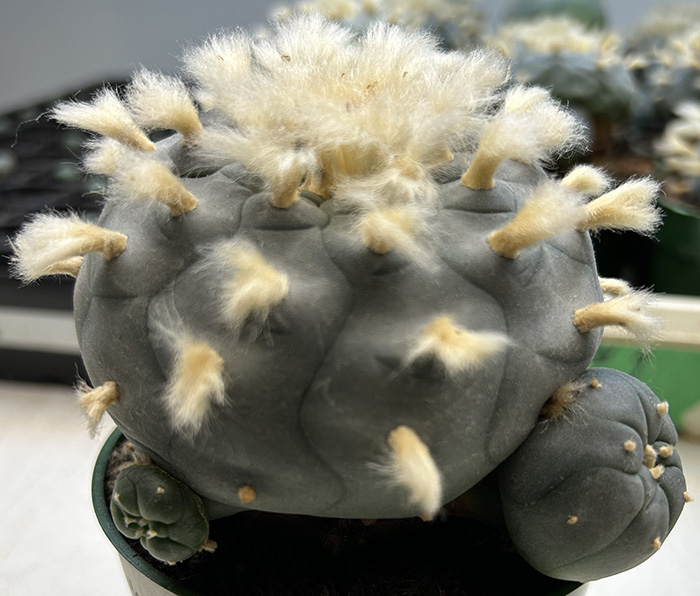 peyote