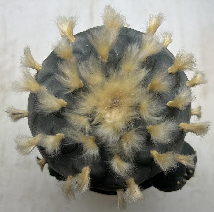 peyote