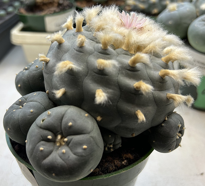 peyote