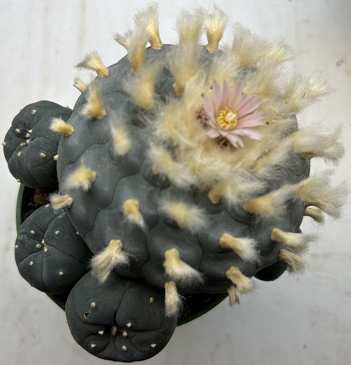peyote