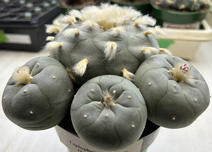 peyote