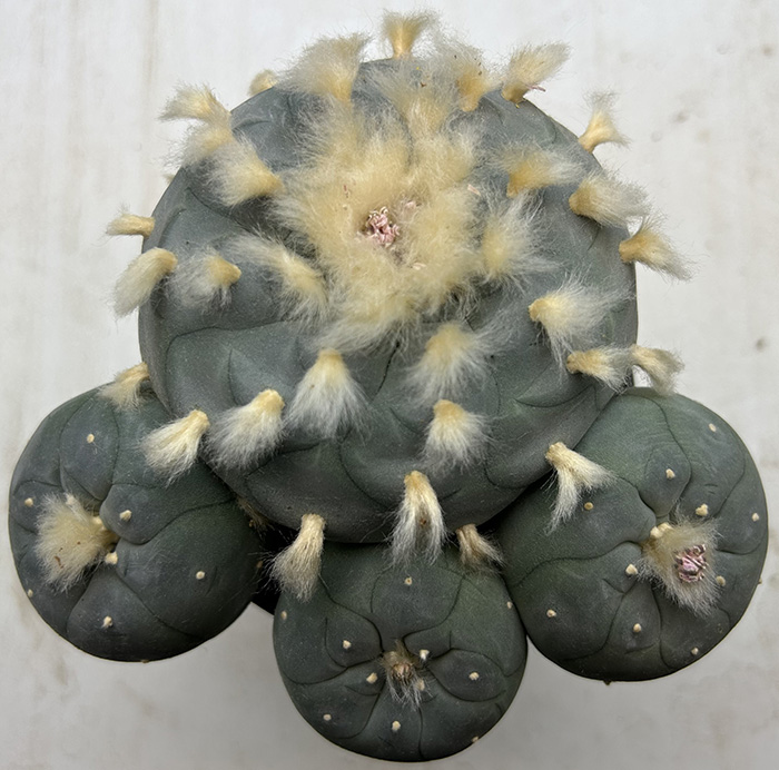 peyote