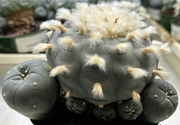 peyote