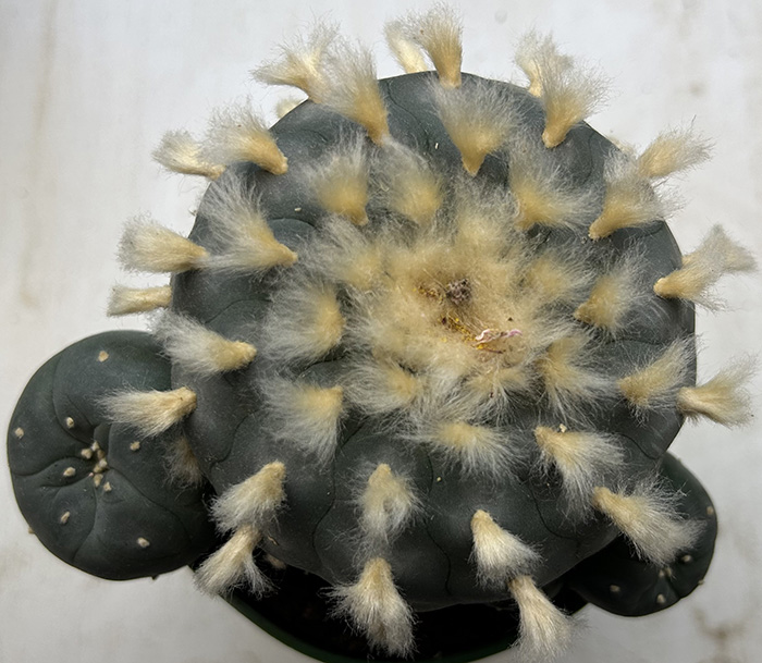 peyote