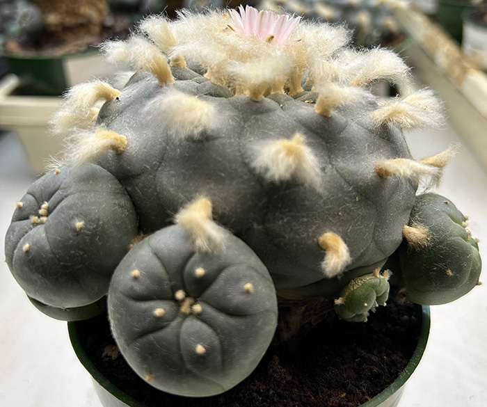 peyote