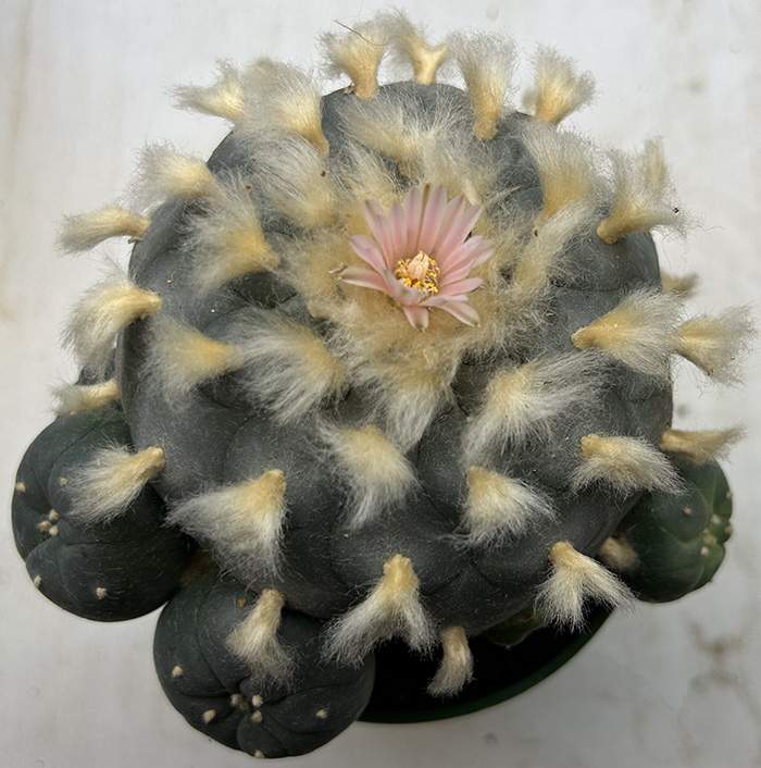 peyote