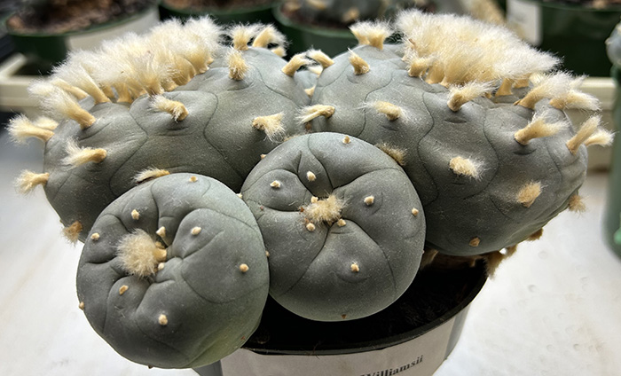 peyote