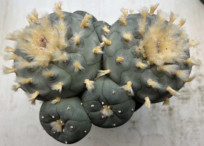 peyote