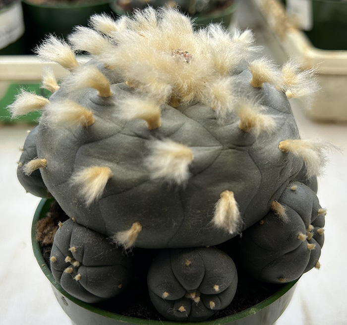 peyote