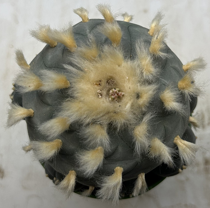 peyote