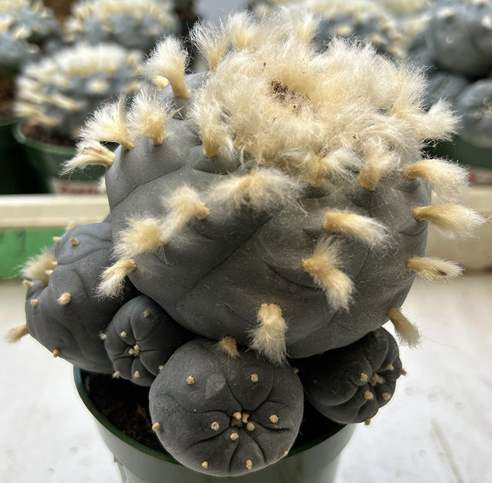 peyote