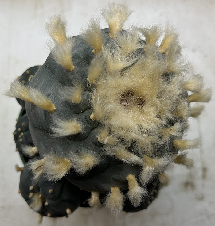peyote