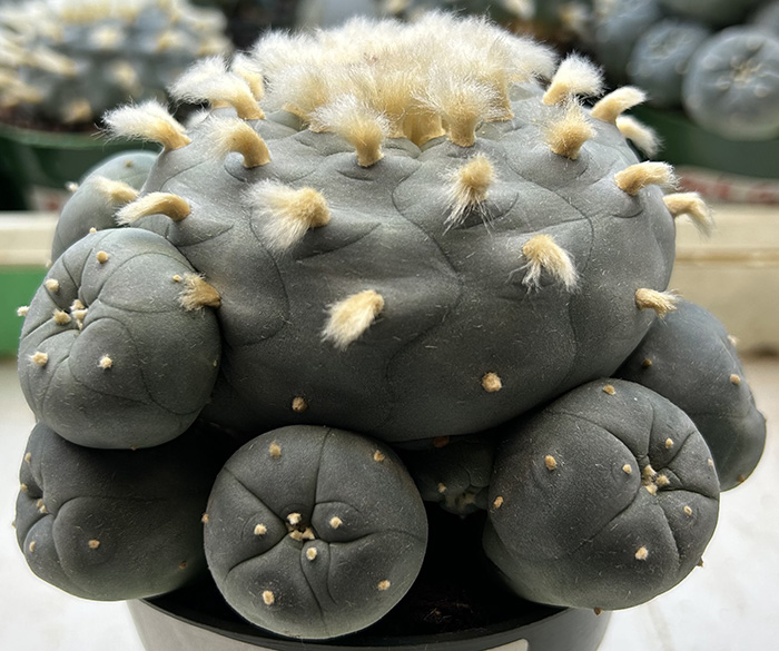 peyote