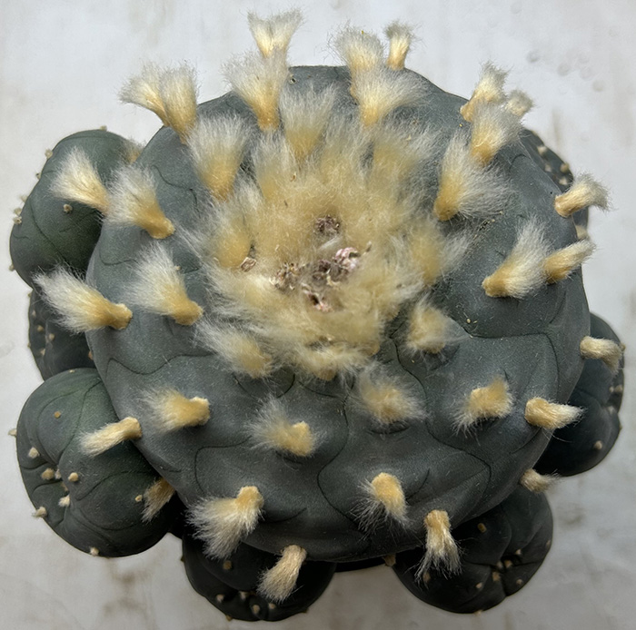 peyote