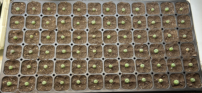 Peyote menchaca