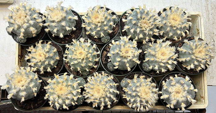 lophophora williamsii