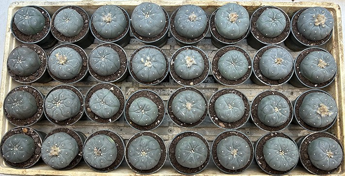 Peyote