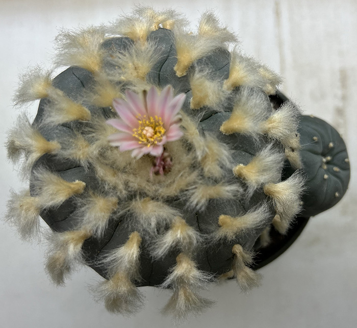 lophophora williamsii