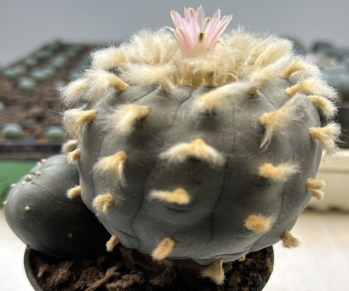 lophophora williamsii