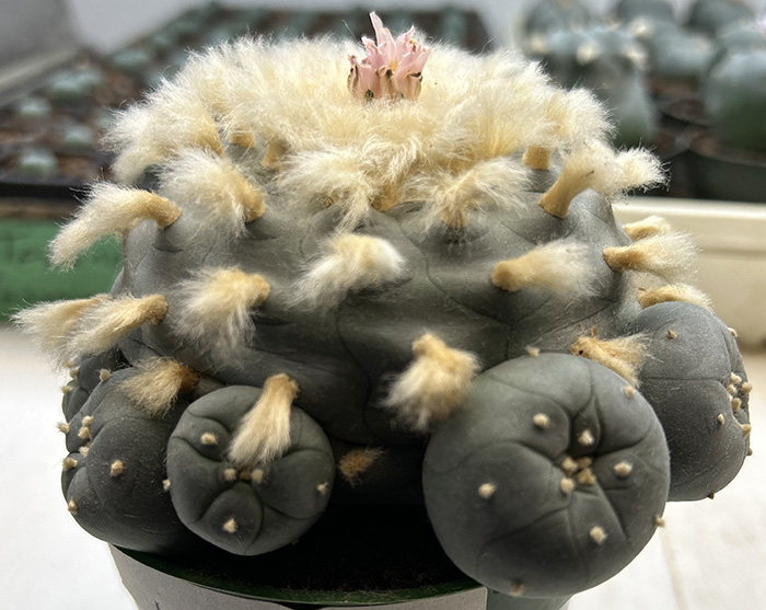 lophophra williamsii
