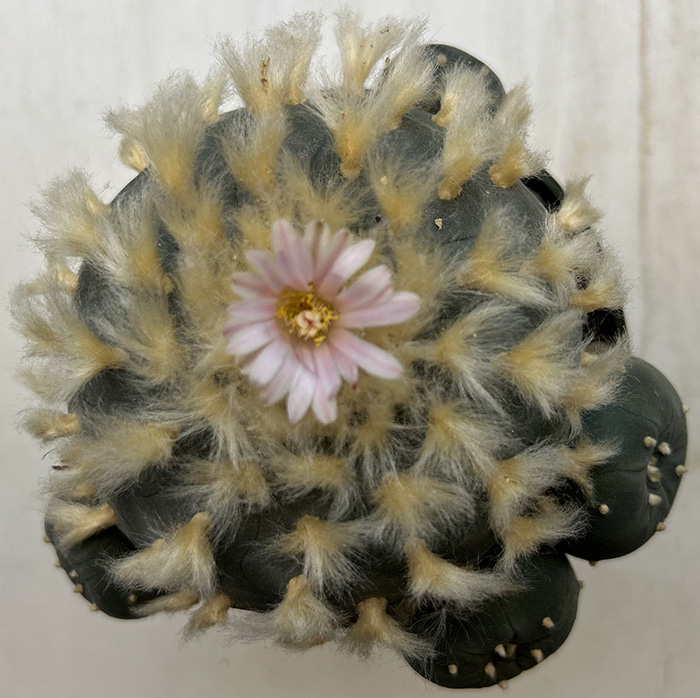 Lophophora williamsii