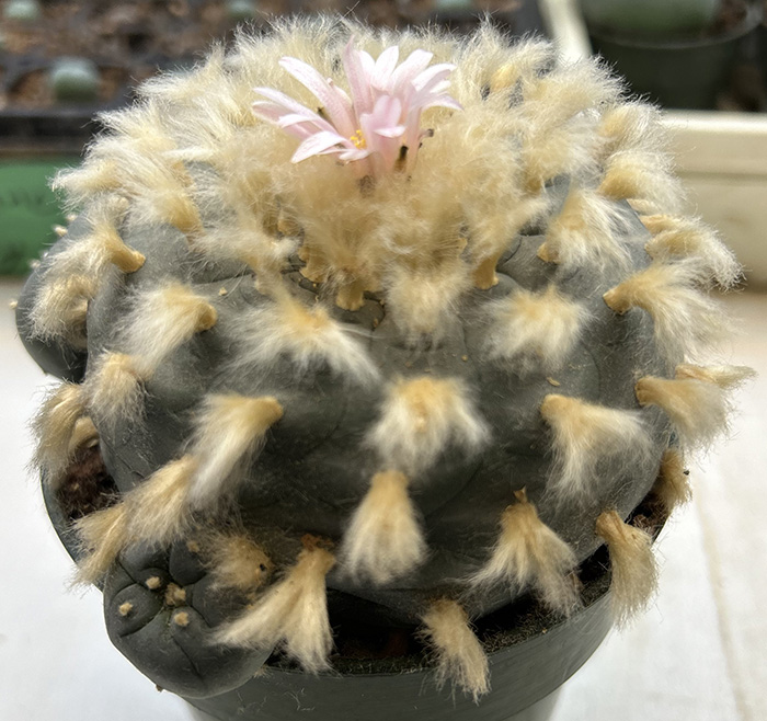 Lophophora williamsii