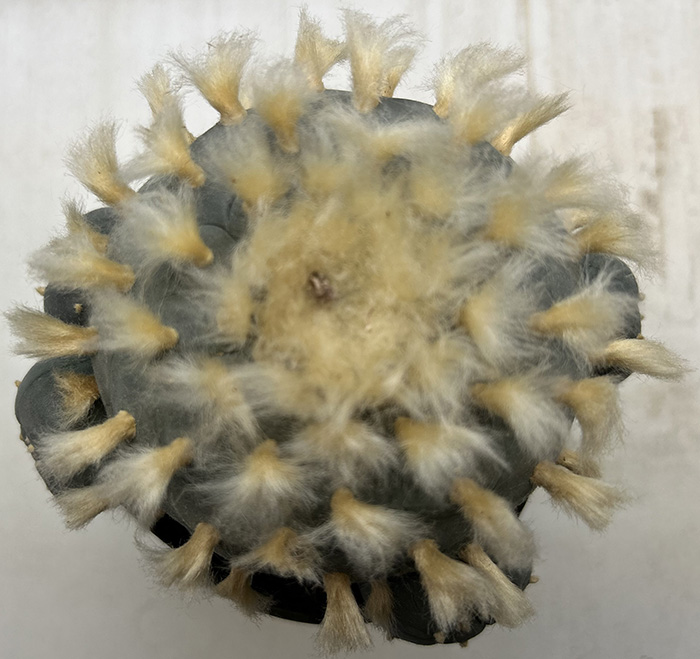 Lophophora williamsii