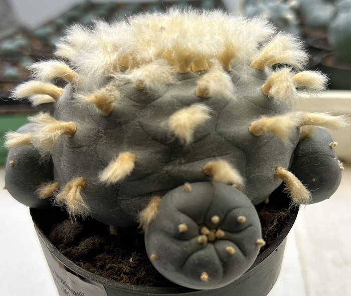 Lophophora williamsii