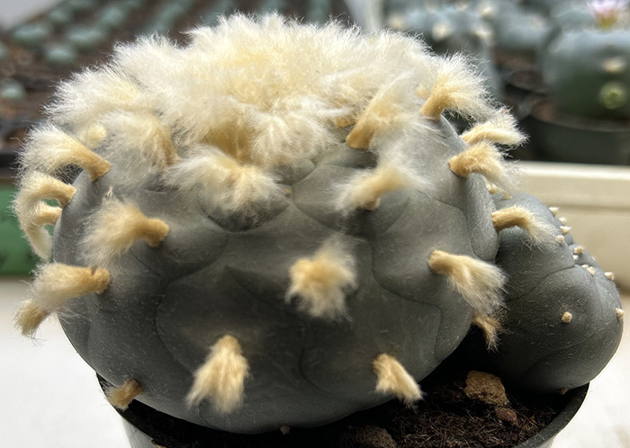 Lophophora williamsii