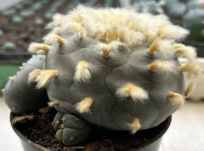 Lophophora williamsii