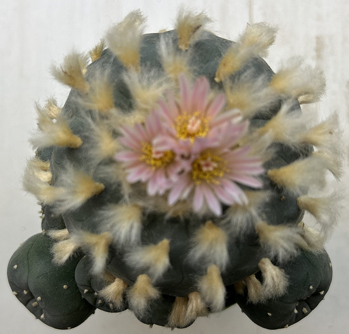 Lophophora williamsii