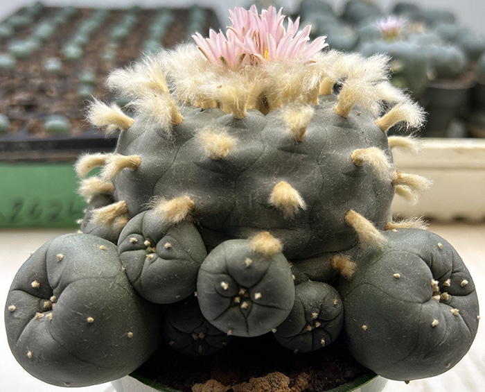 Lophophora williamsii
