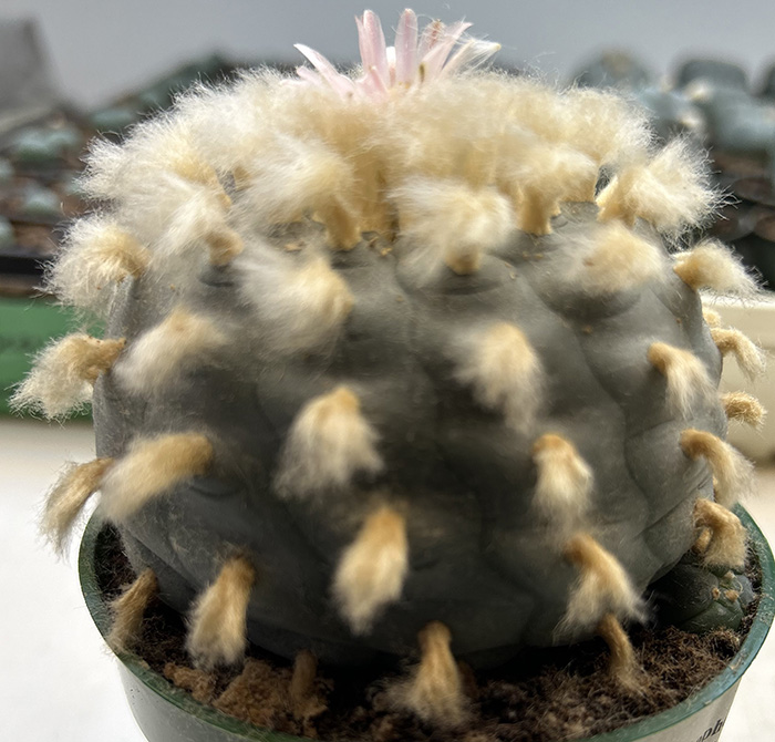 Lophophora williamsii