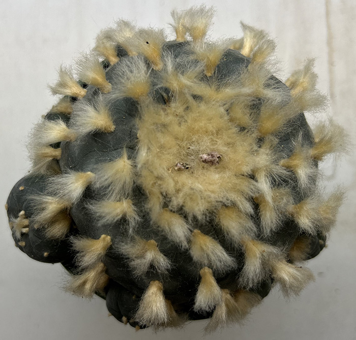 Lophophora williamsii