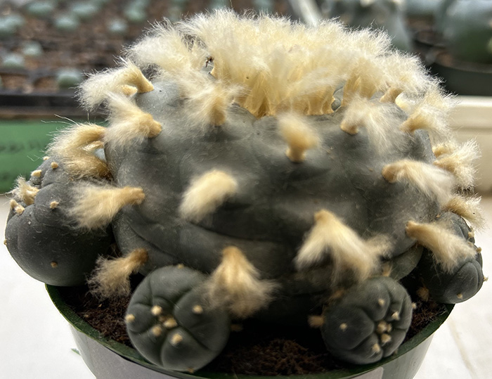 Lophophora williamsii