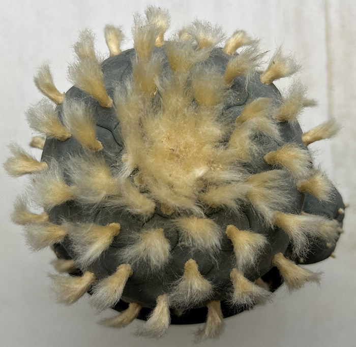 Lophophora williamsii