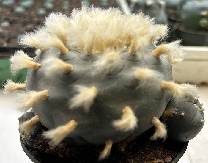 Lophophora williamsii