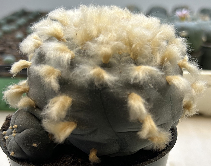 Lophophora williamsii