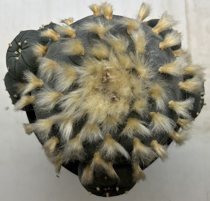 Lophophora williamsii