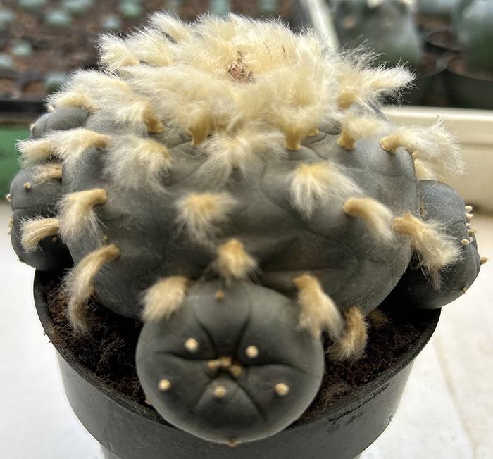 Lophophora williamsii