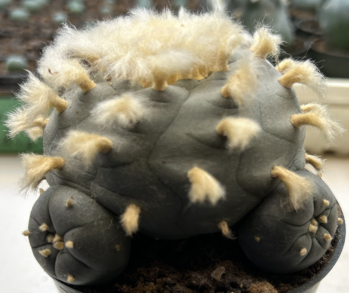 Lophophora williamsii