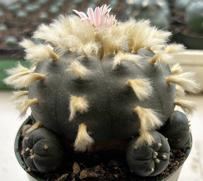 Lophophora williamsii