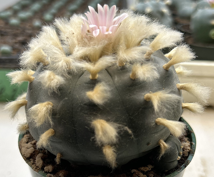 Lophophora williamsii