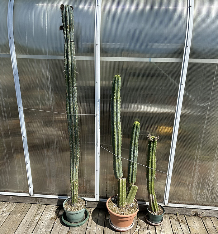 Trichocereus