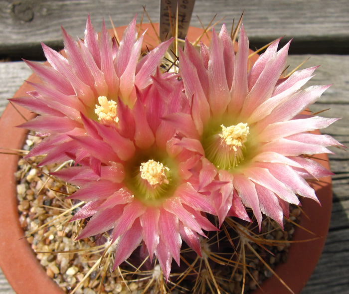 MagiCactus.com - Favorite Cacti and Caudiciforms - Eriosyce/Neoporteria