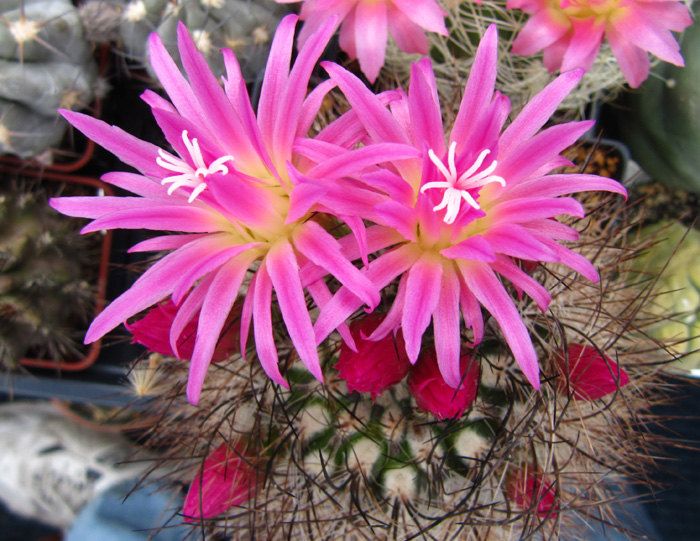 MagiCactus.com - Favorite Cacti and Caudiciforms - Eriosyce/Neoporteria